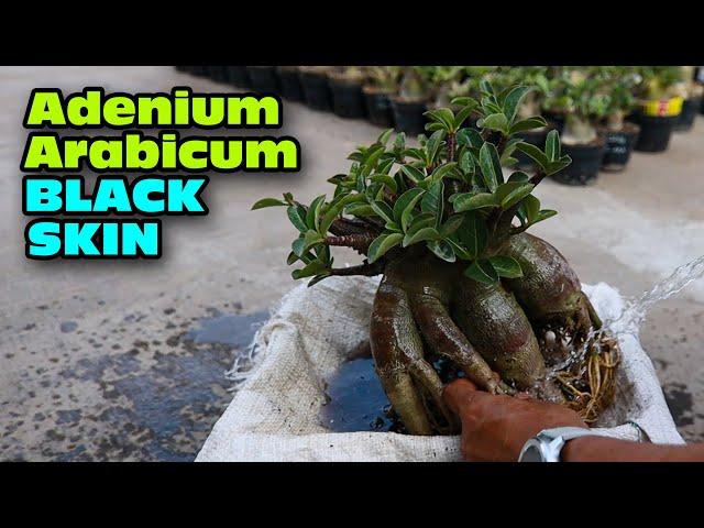 Adenium Arabicum BLACK SKIN, Repotting, Pruning, Root Selection, Change Planting Medium, DESERT ROSE