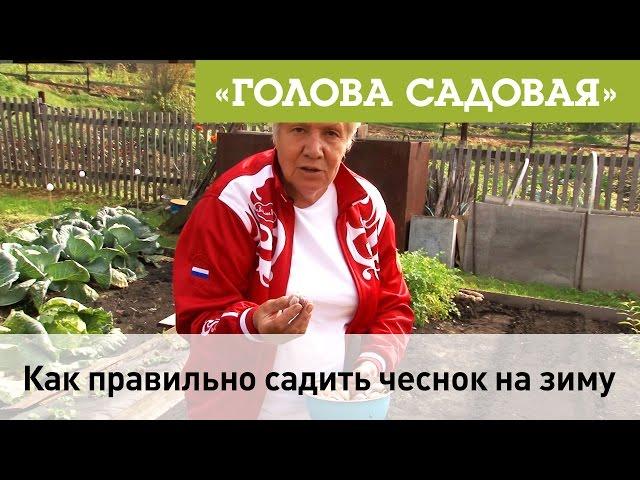 Голова садовая - Как правильно садить чеснок на зиму