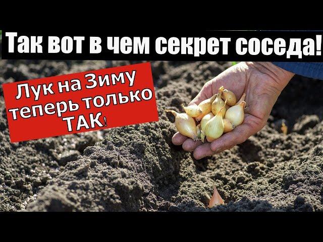 ХИТРО! ЛУК СЕВОК НА ЗИМУ ТОЛЬКО ТАК. Жаль что раньше не знал