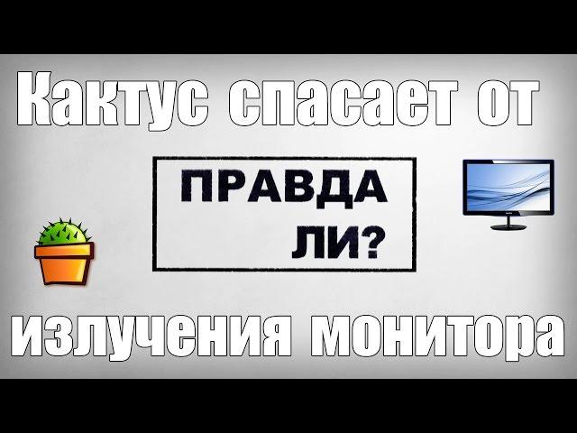 Правда Ли, Что Кактус Спасает От Излучения Монитора? #2