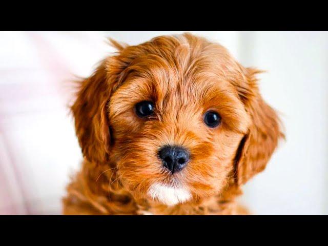 Cavapoo - The Ultimate Top 10 Pro's and Cons Guide