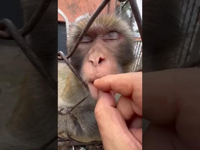 oh no toothbrush Kon nahi karta  #funny #lol #comedy #fun #shorts