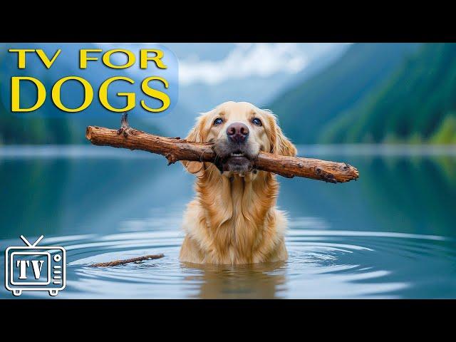 LIVE DOG TV: Best Video for Dogs Left Home Alone with Music to Soothe Anxiety for Dogs - TV for Dogs