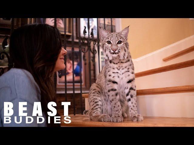 We Share Our Home With Two Bobcats | BEAST BUDDIES