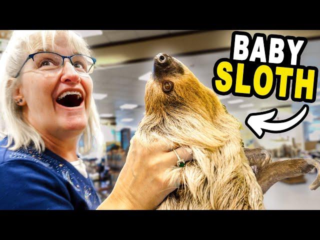 We Took a Baby Sloth Shopping