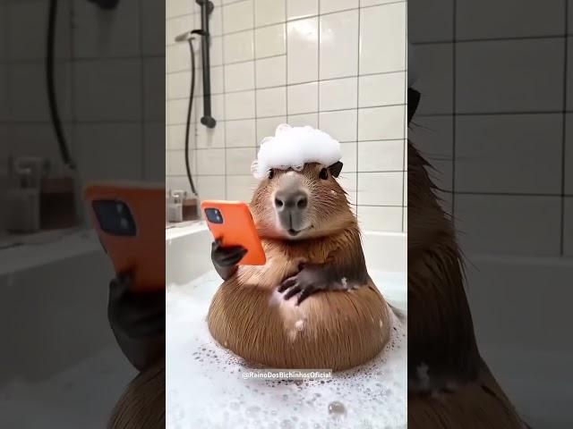 Alô! Tô quase pronta!#cute #capivara #capybara #viralvideo #capivara