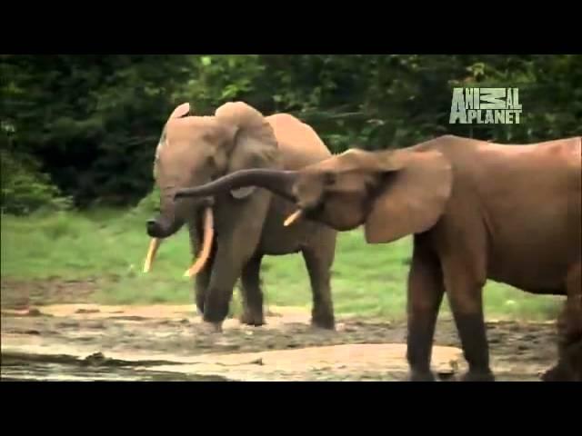 Wild Kingdom - Secret Lives of Forest Elephants