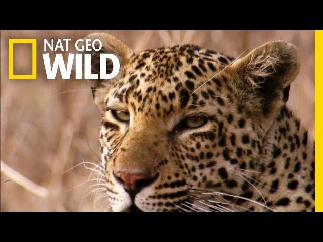 The Leopard is a Pouncer, Not a Chaser | Nat Geo Wild