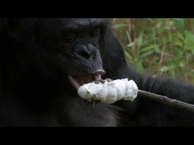 Bonobo builds a fire and toasts marshmallows - Monkey Planet: Preview - BBC