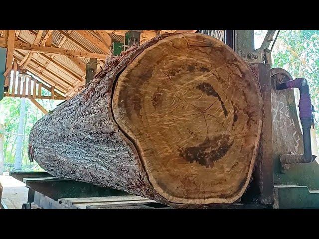 giant acacia tree trunk full of old and beautiful fibers