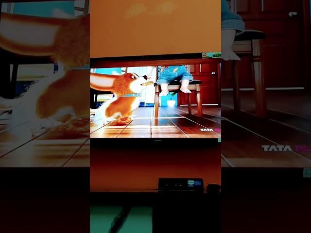 #Coco the dog part 2