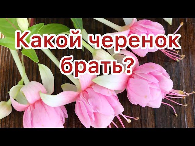 КАКИЕ ЧЕРЕНКИ ЛУЧШЕ: ВЕРХУШЕЧНЫЕ ИЛИ ПРОМЕЖУТОЧНЫЕ?