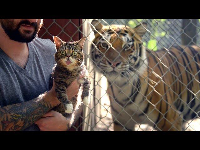 BUB MEETS TIGERS