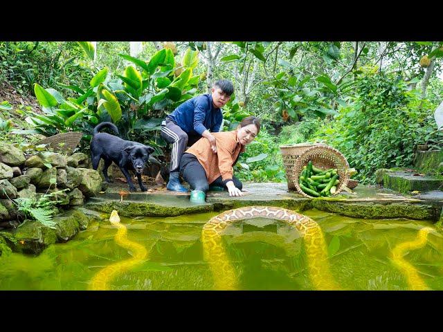 Giant Python Lurks Underwater to Attack Ly Thi Hoa - Giant Anaconda 16m Long.