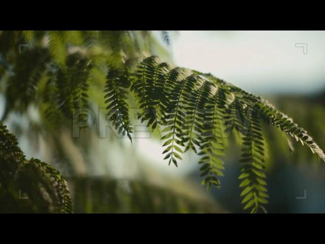 Close Up Of A Fern Tree Leaves... | Stock Video - Motion Array