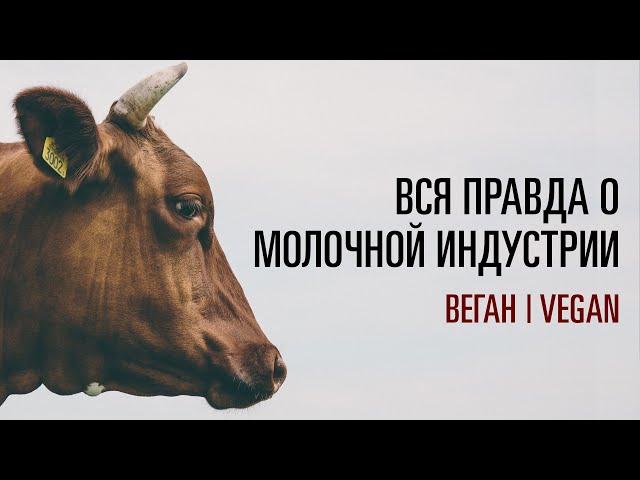 ВСЯ ПРАВДА О МОЛОЧНОЙ ИНДУСТРИИ | Почему веганы не пьют молоко?