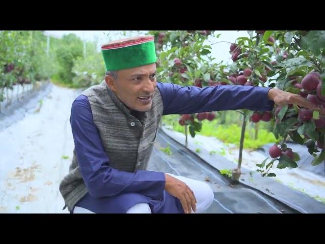 RMS scionwood orchard kyu ha bhatre scionwood propagation orchard in himachal..... 