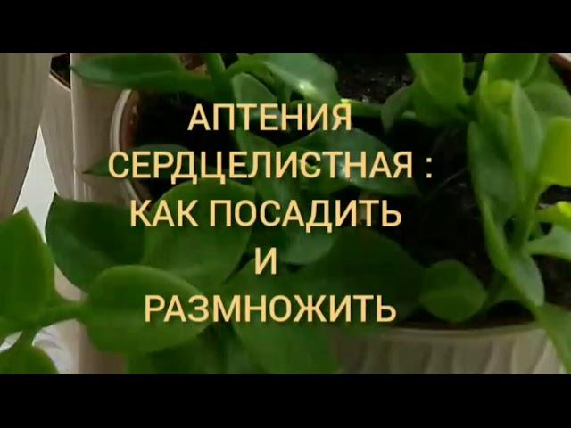 Аптения сердцелистная: как посадить и размножить!!!