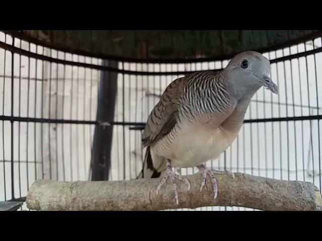 MAKNYUS SUARA PERKUTUT BANGKOK PRODUK SILWAK BIRD FARM