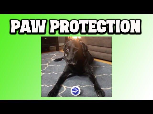 Paw Protection for Dogs