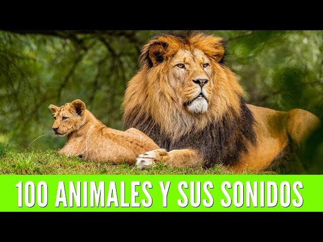 100 ANIMALS FOR CHILDREN. Learn the names of animals and their sounds