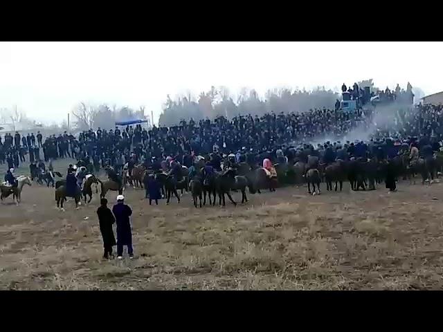 Чирокчи Махсуд палвон хали бунакаси бумаган энг оригинал зотни айирди газига бос Махсуд...