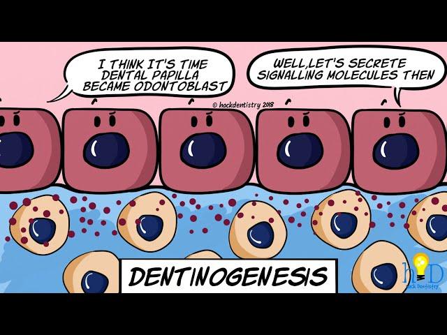 Dentinogenesis - HackDentistry