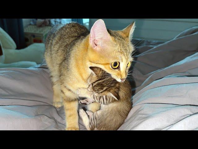 SAND CAT THROWS KITTENS INTO MY BED / Hybrid cat Zlata talks to Alice