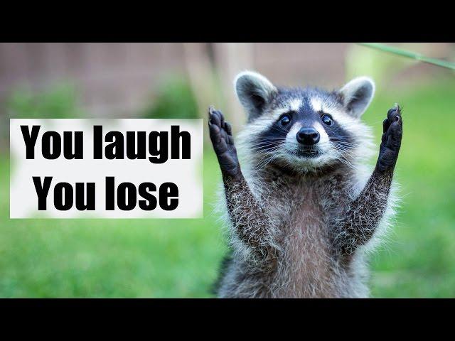 Try not to laugh or smile | Funny raccoon compilation 2017