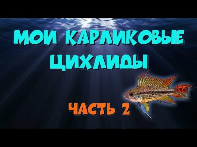 Мои карликовые цихлиды, часть 2. Апистограмма какаду