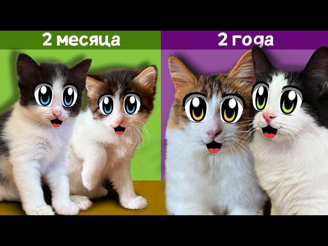 КАК РОСЛИ ЮГИ и ЯНИ! МАЛЕНЬКИЕ КОТЯТА И ИХ ПЕРВЫЕ 24 ЧАСА! ИСТОРИЯ БЕЗДОМНОЙ КОШКИ ИСЫ! СМЕШНЫЕ КОТЫ