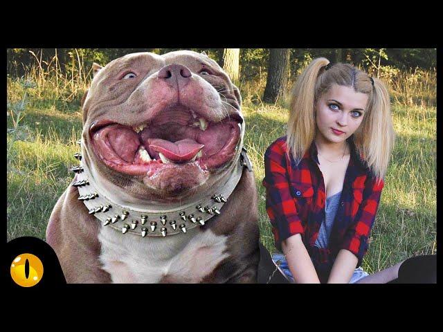 10 Amazing Bully Dog Breeds Everyone just Love to see!