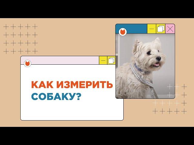 Как измерить собаку для одежды? Три основные мерки!