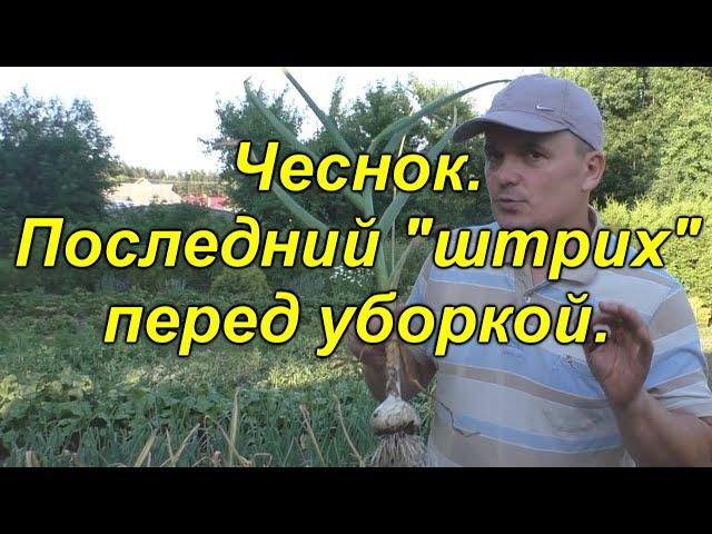 ЧЕСНОК. Что нужно ОБЯЗАТЕЛЬНО сделать за 20 дней до уборки чеснока.