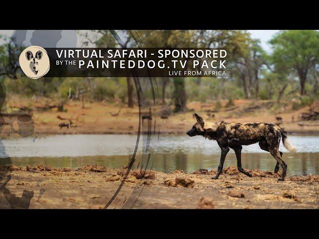 LIVE Safari Sponsored by the Painteddog.tv Pack | 15 January 2025