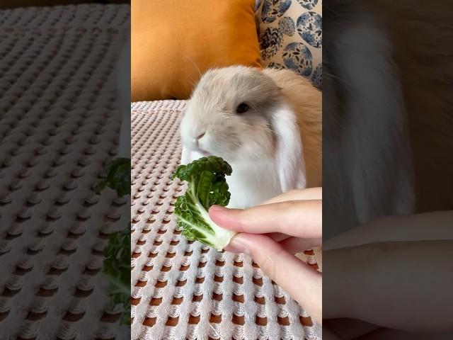 He is obsessed! Oliver  devours bok choy!  Wait till the end what he does  #bunny #funny