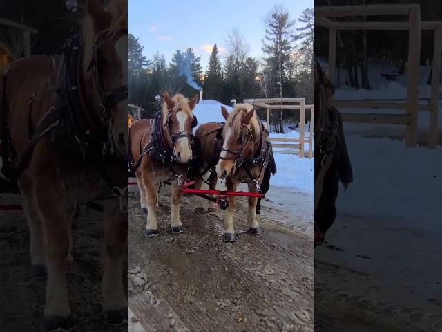 Snowy Horse for Pulling up Sleigh Ride Through The Woods