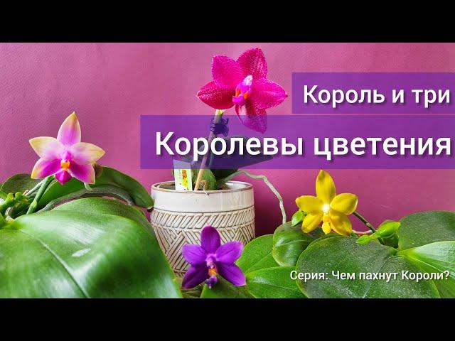 Ароматные Королевы цветения. Как пахнет Violacea, Mituo King и гибрид орхидеи Mituo на amboinensis