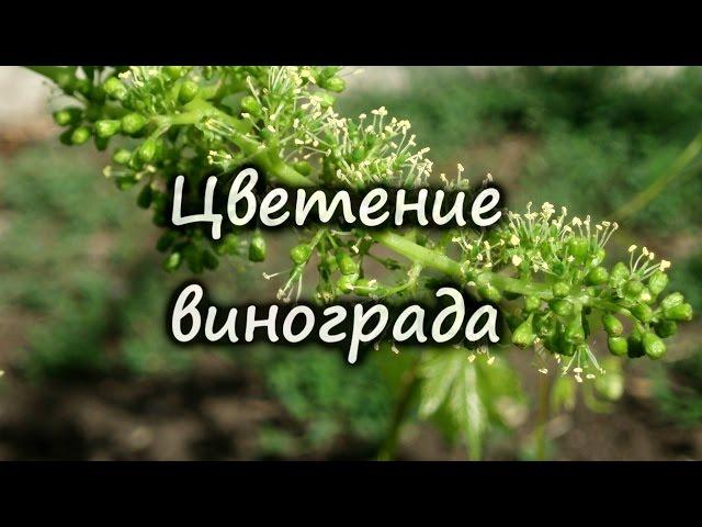 Цветение винограда, почему виноград нельзя поливать во время цветения