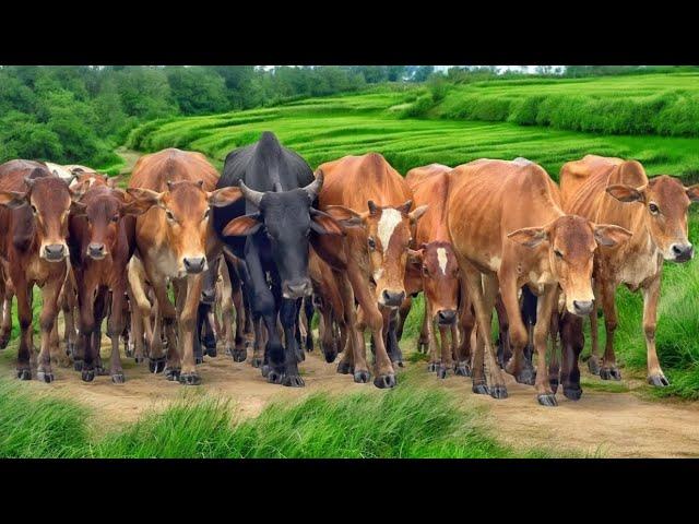 Video Sapi Lembu Gembala di Giring Menuju Ke Kandang Peternakan Hewan Ternak Sapi - Bunyi sapi lucu