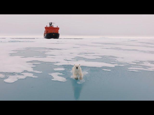 Белый медведь охотится на дрон