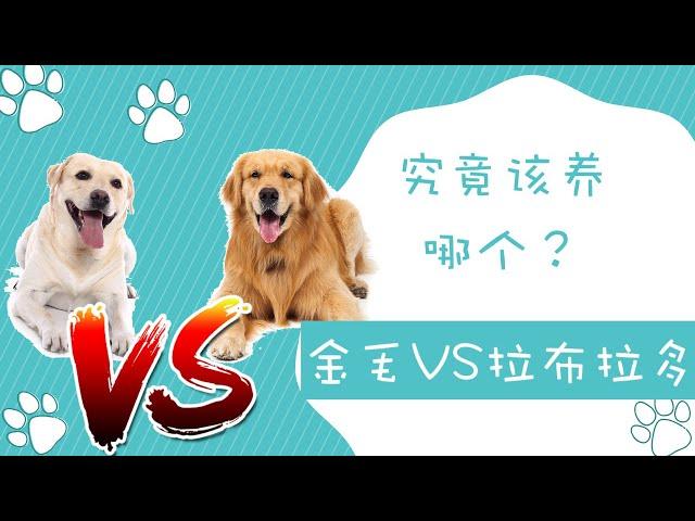 金毛VS拉布拉多，究竟该养哪个？哪个是最适合新手的中大型犬？