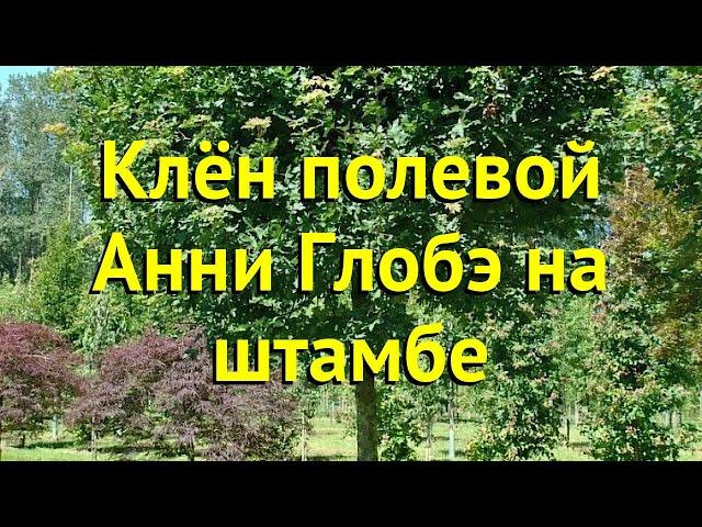 Клен полевой Анни Глобэ. Краткий обзор, описание характеристик acer campestre Anny&#039;s Globe