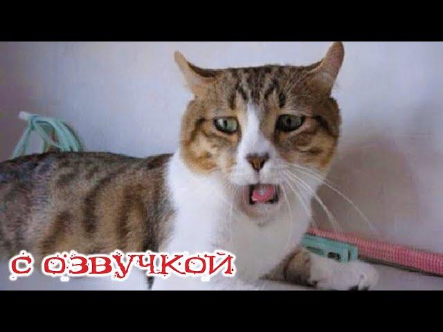 Приколы с котами! С ОЗВУЧКОЙ! - Смешные коты и собаки! Самые смешные животные в мире!