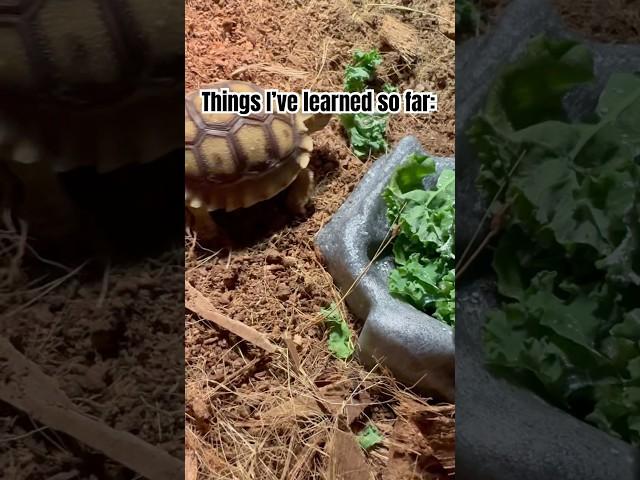 Day 5: Things I’ve Learned About my Baby Sulcata & Leopard Tortoises So Far