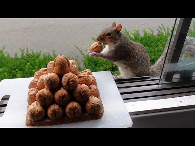 Squirrels' reactions to a pyramid of nuts