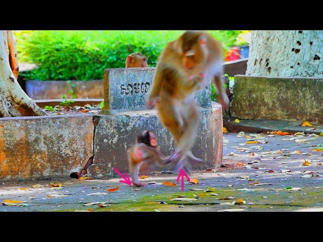 Best MV...When little baby monkey SARIKI follow and plays with her mom SARIKI like that.