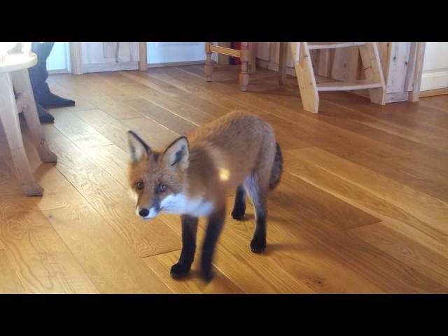 fox at home