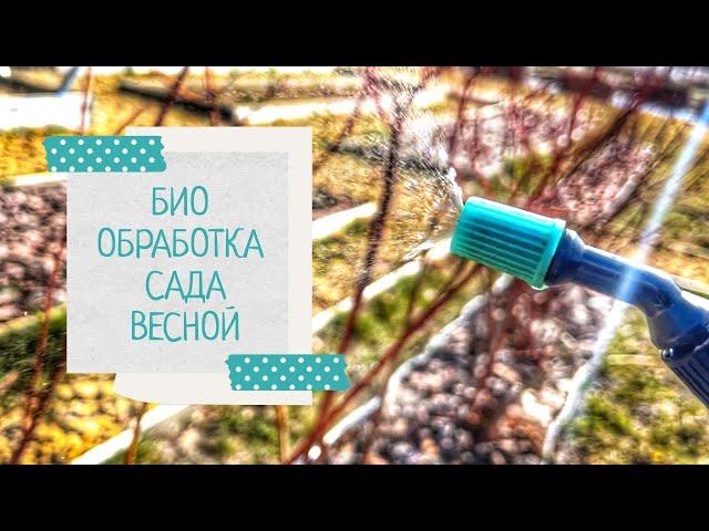 Весенняя обработка сада | Биофунгициды