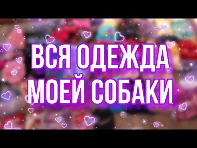 Вся одежда моей собаки | Йоркширский терьер